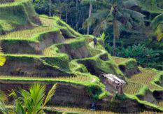 Ubud Rice Terraces<br/> One of our culture trips