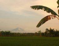 Tropical Ricefield Bali