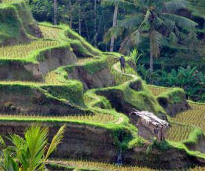 Rice Terraces in Ubud